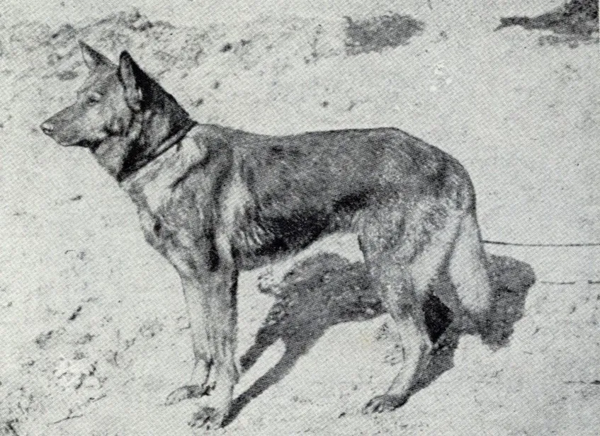 Horand von Grafrath (formerly Hektor Linksrhein) Thuringian regional type grey-yellow sable coat shepherd dog. Nearly all modern German Shepherds can either directly or indirectly trace their lineage back to him.