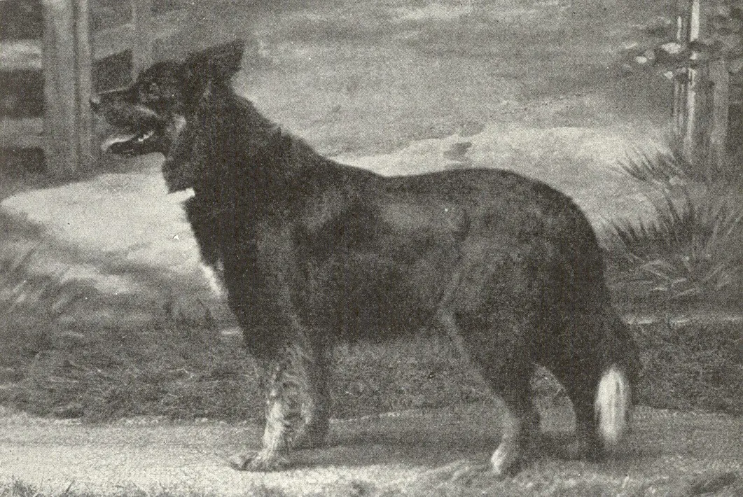 Long Coat Thuringian Regional Type Shepherd Dog