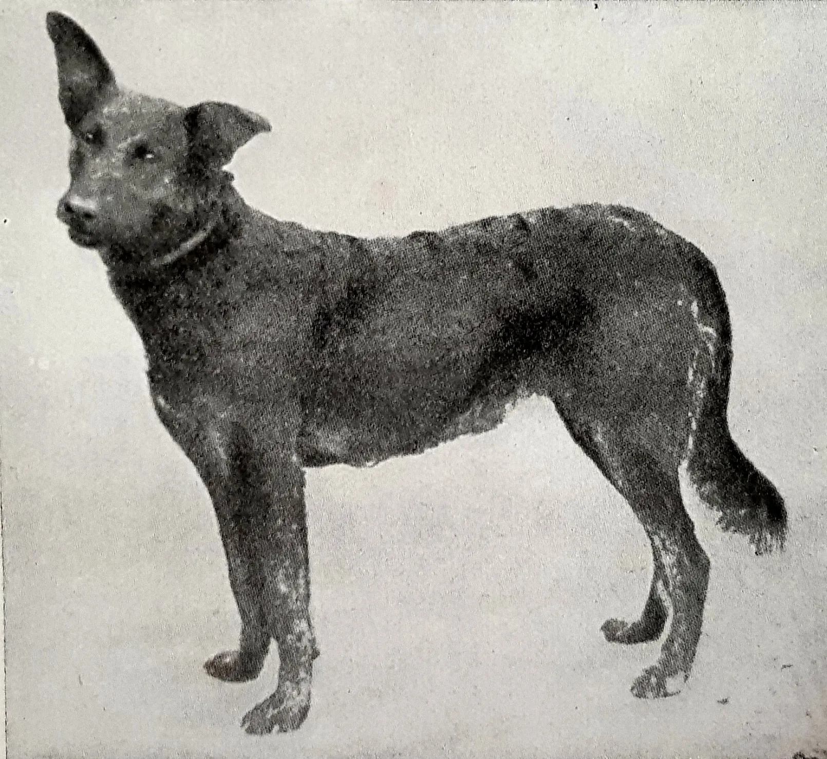 Mores Plieningen was a Wurttemberg regional type female shepherd dog. She is the mother of Hektor von Schwaben - the most celebrated offspring of Horand von Grafrath.