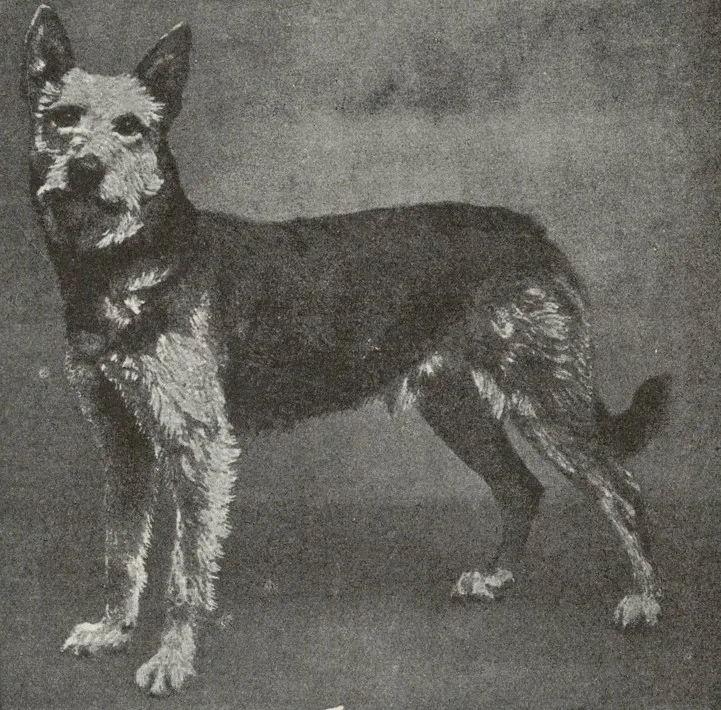 Rough Coated Shepherd Dog from Wurttemberg - Southwest Germany