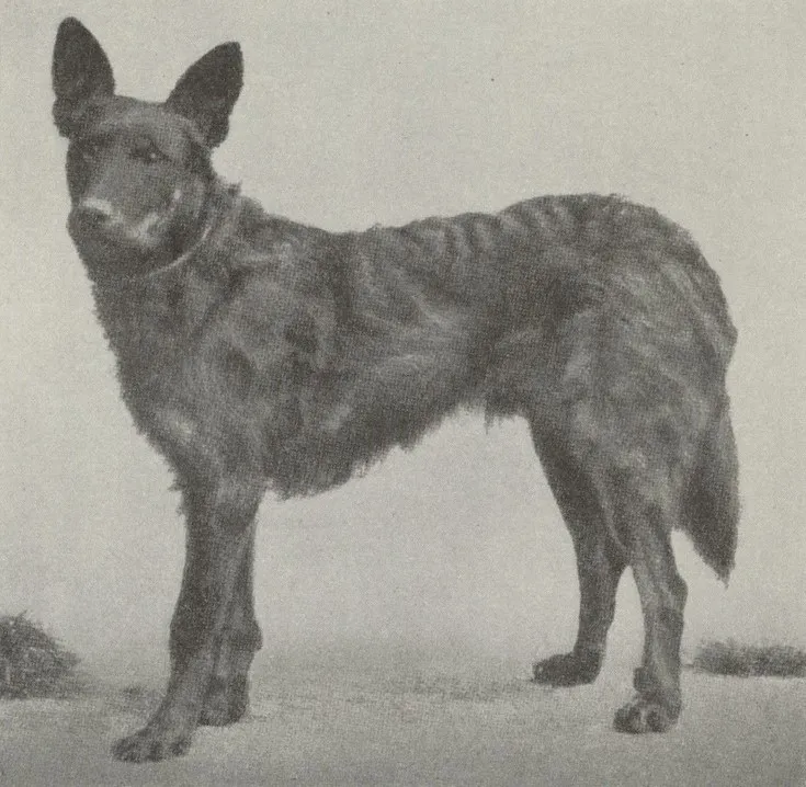 Rough Curly Coat Swabian Shepherd Dog - Southwest Germany