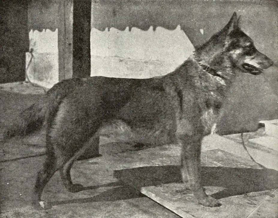 Smooth Coated Thuringian Regional Type Shepherd Dog 