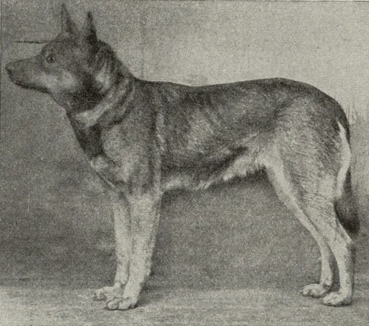 Smooth Coated Thuringian Regional Type Shepherd Dog