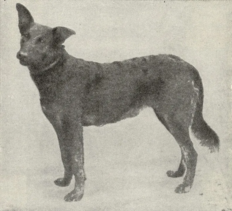 Smooth Coated Wurttemberg Female Shepherd Dog.