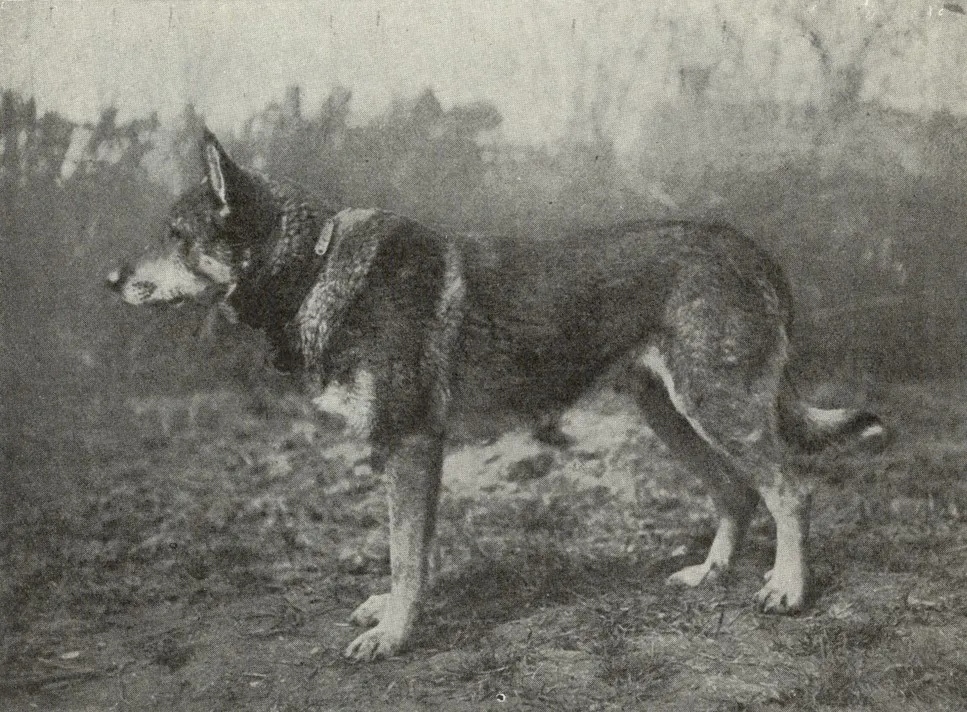 Smooth Coated Wurttemberg Shepherd Dog. They were larger, more heavily-boned, with a more powerful, majestic bearing. 