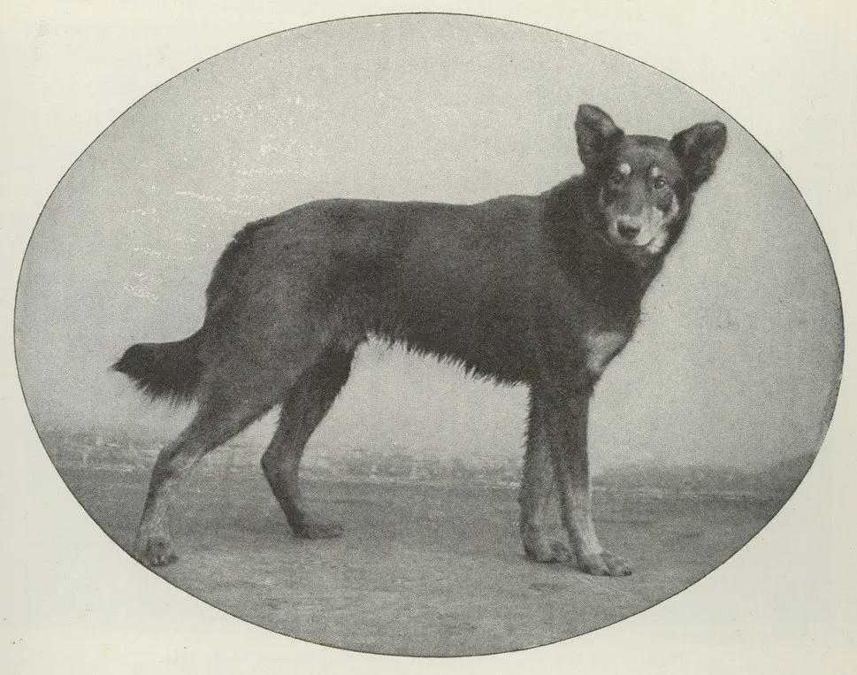 Swabian Type Smooth Coat Shepherd Dog -Southwest Germany