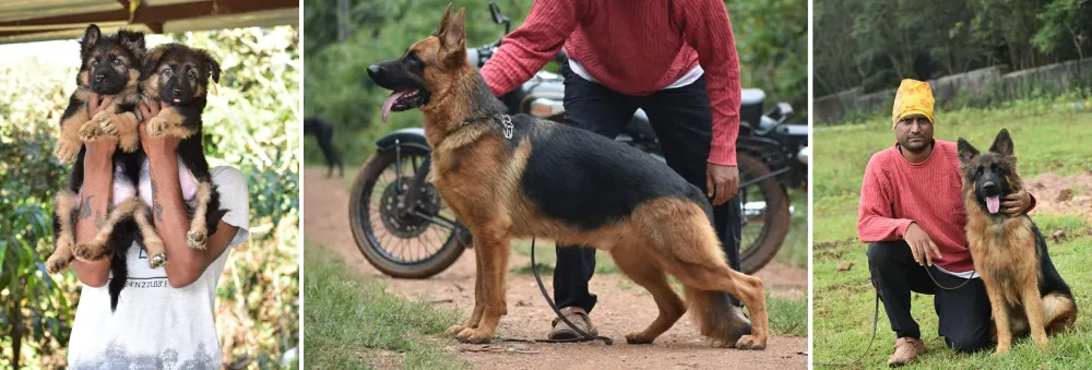 Team Paul's Long Coat German Shepherds Breeders in India