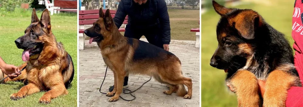 Wondersheph Kennel German Shepherd Breeder in India