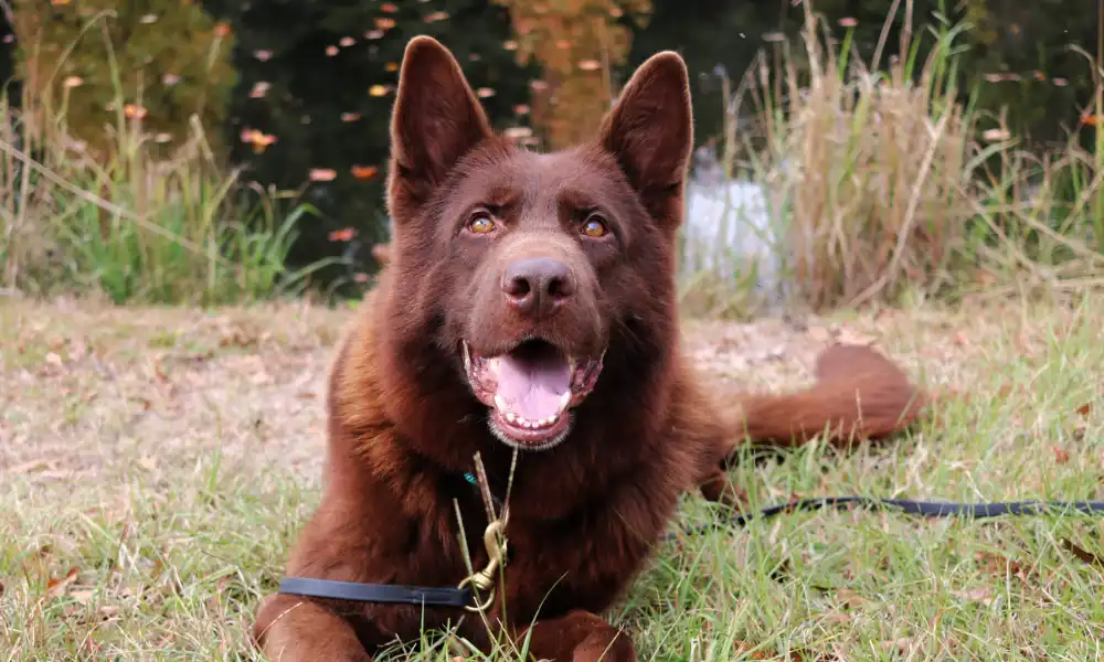 Top Liver German Shepherd Breeders