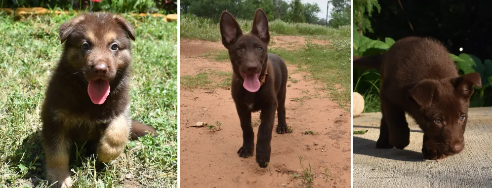 Wolfgang Haus German Shepherds, located in the southeast of San Antonio, Texas, specializes in breeding the old-fashioned liver German Shepherds