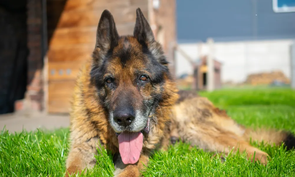 A 15 Year Old Showline German Shepherd is resting on the green grass.