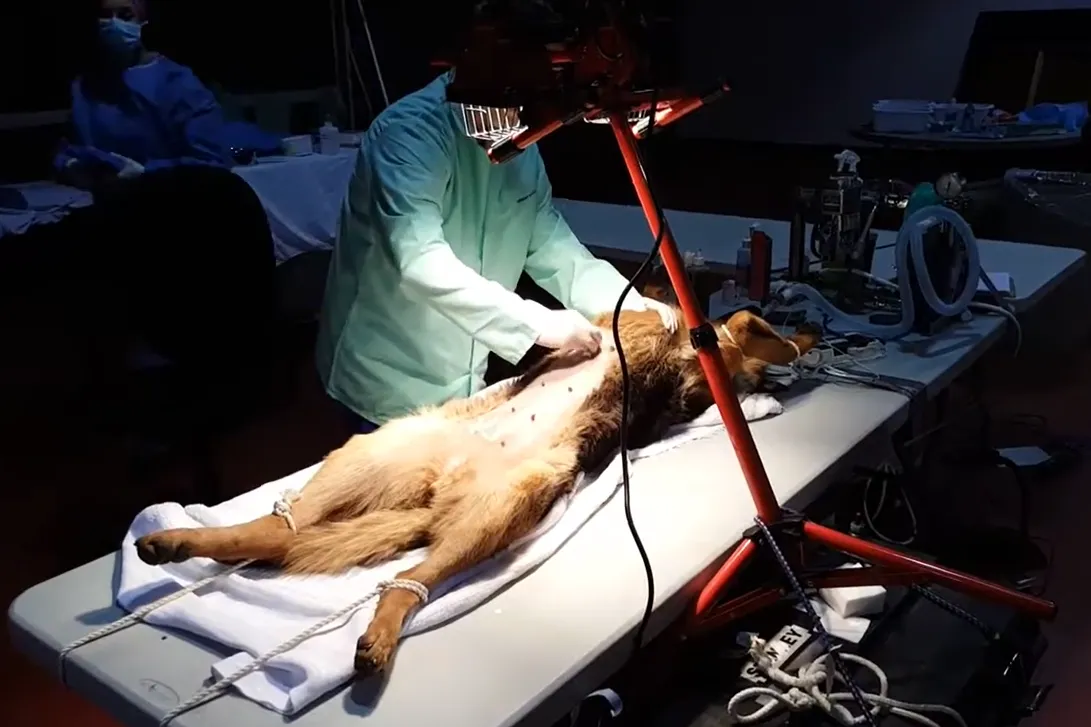 A female German Shepherd is being prepared by a vet to carry spay surgery. 