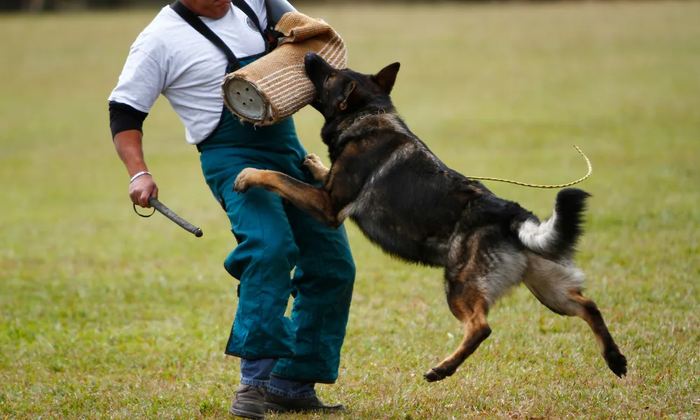 A dog trainer is training a Czech Working Line German for protection, police, and military work.