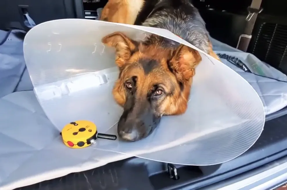 A female German Shepherd after being spayed wearing Elizabethan Collar which is used to prevent an animal from licking or chewing at a surgery site, wound, or dressing. It is recommended for both males and females after surgeries. 