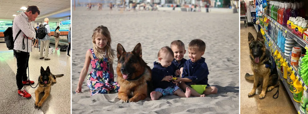 German Shepherds in different situations (1) A German Shepherd and owner at the airport (2) German Shepherd protecting the kids at the beach (3) A German Shepherd in a grocery shop. 