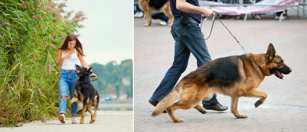 Healthy and high-energy German Shepherds enjoying a walk with their owners.