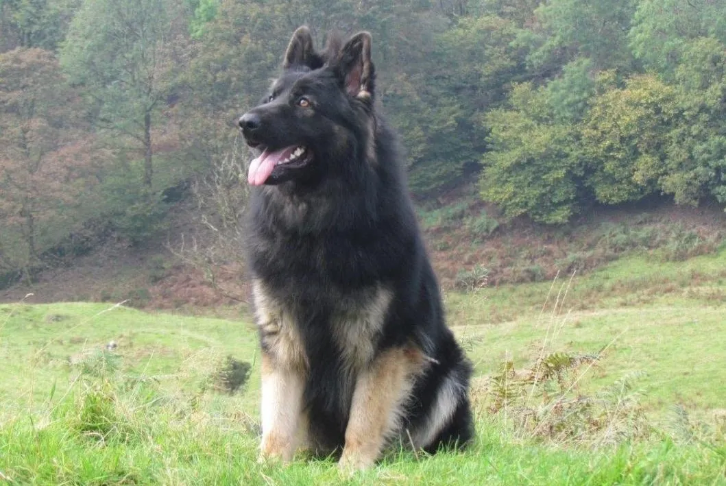 A black over tan giant Eastern Working Line German Shepherd is guarding a large territory.