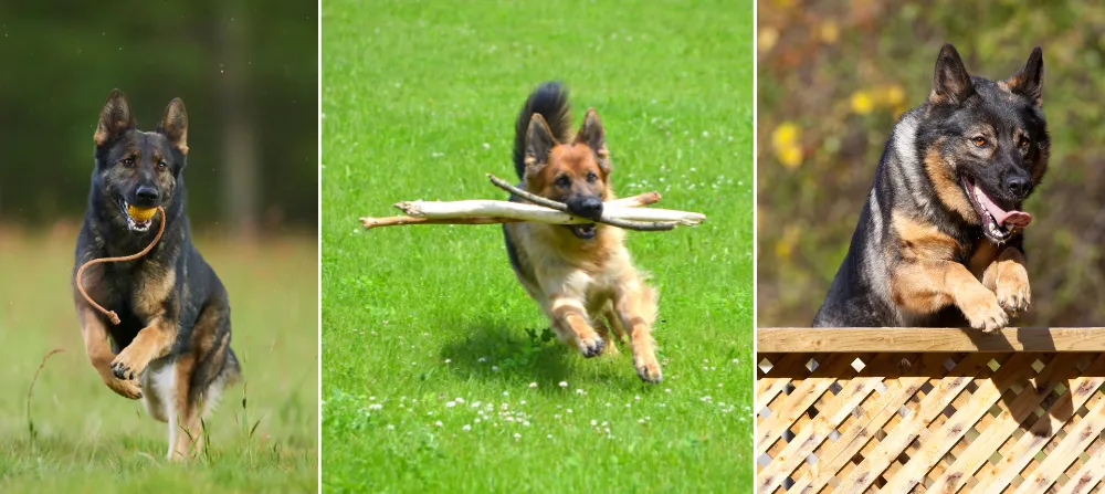 Highly fit and energetic German Shepherds are involved in different physical activities. 