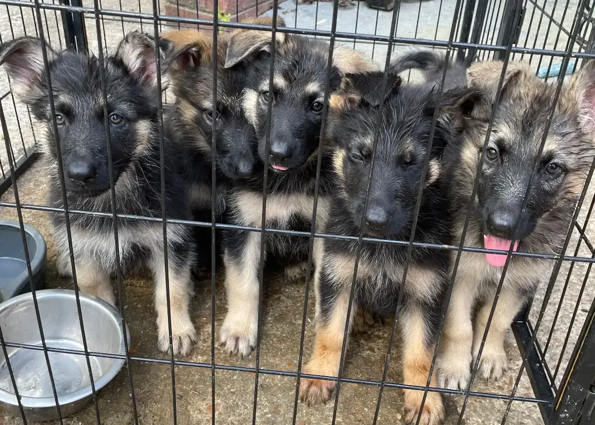 German Shepherd puppies inside a crate bred in a mill ready to be sold in the market. 