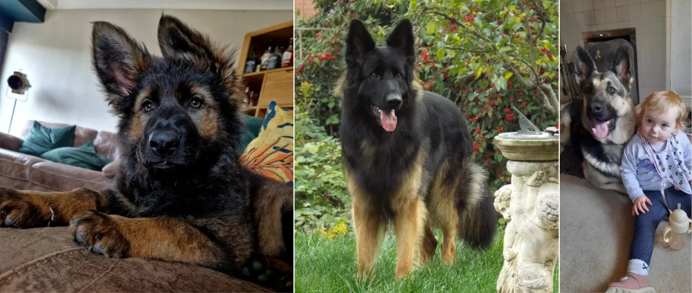 Examples of how German Shepherd reputable breeders treat and raise their dogs and puppies.