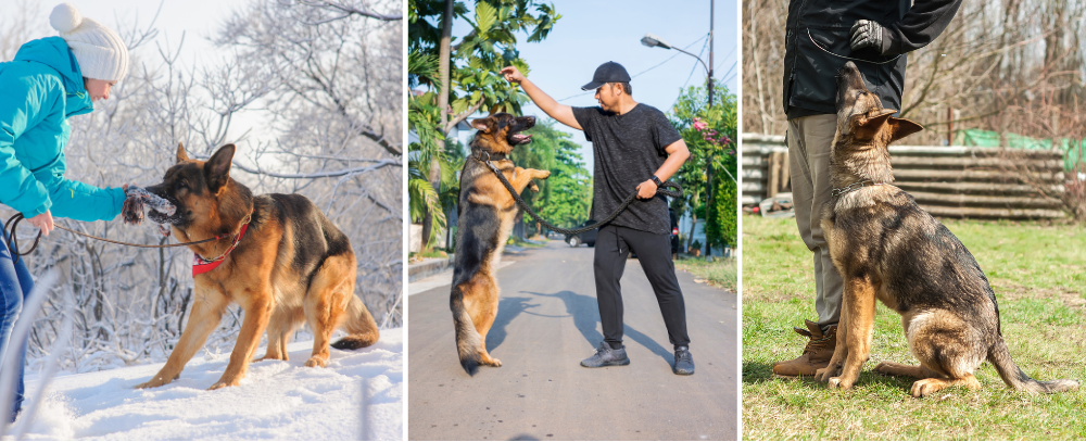 Male German Shepherds are being trained by their owners and trainers.