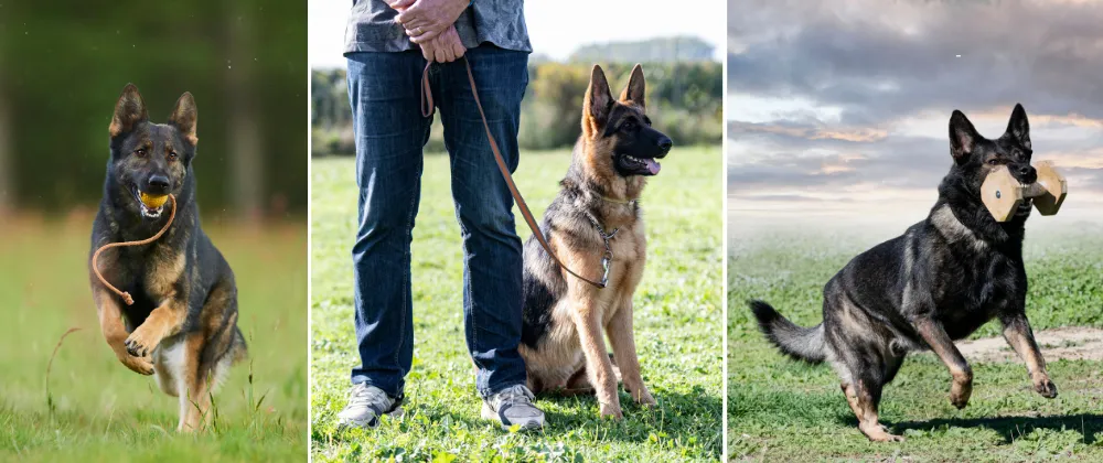 Male German Shepherds busy in physical training and activities.