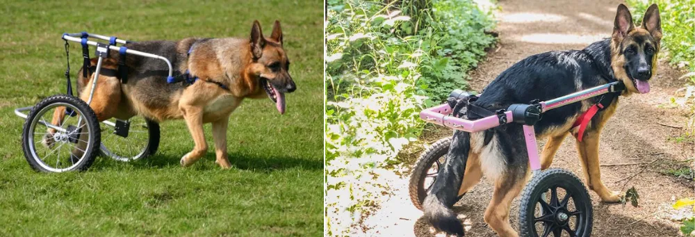 Male German Shepherds after the treatment of Hip Dysplasia. 