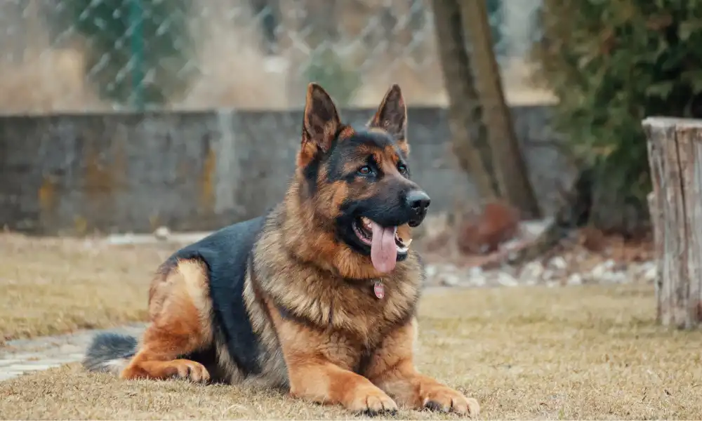 How to Determine Most Desirable Traits in German Shepherd?