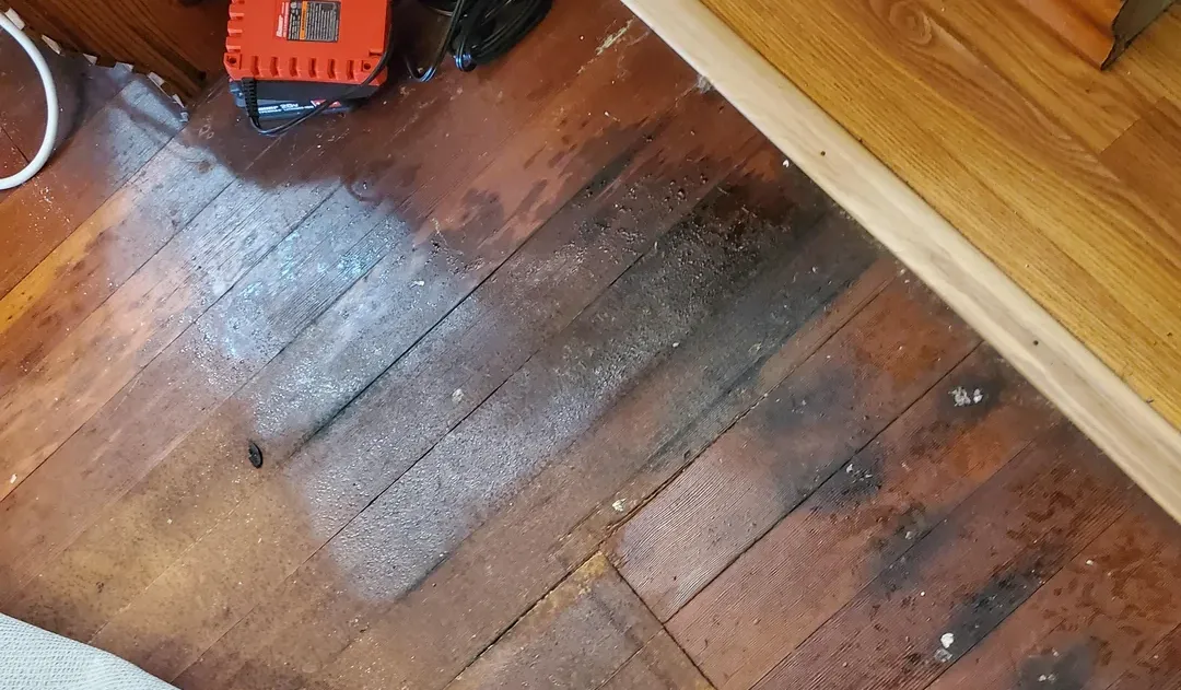 Male dog's urine stains on a wooden floor inside a home caused by repeatedly marking behavior.