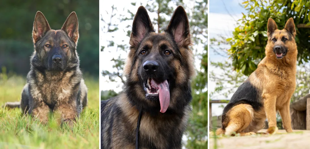 On average, male German Shepherds are larger and more powerfully built compared to their female counterparts. 