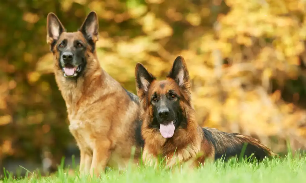 Male or Female German Shepherd: Which One is Better?