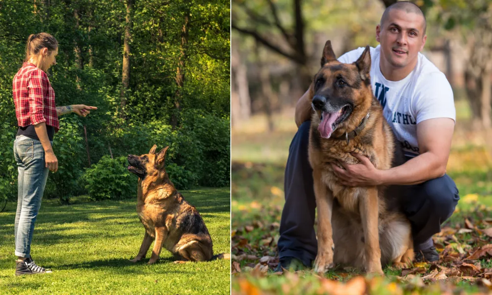 (1) A lady trainer training her male German Shepherd (2) A male owner spending time with his male German Shepherd.