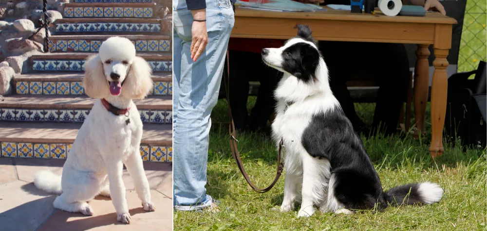 At your left is a Poodle and at your right is a Border Collie. They are the closest competitors of German Shepherds in terms of intelligence. 