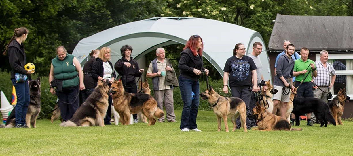 Reputable experienced and hobby German Shepherd breeders gathered in a club. 