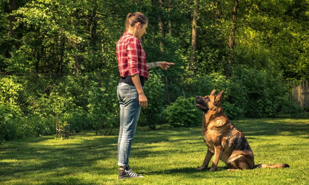 A woman dog trainer giving commands to a young European showline German Shepherd.