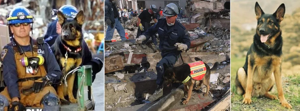 on September 11, 2001, at Ground Zero (World Trade Center site), where Trakr and his handler, James Symington, tirelessly searched through the rubble, ultimately locating the last survivor trapped beneath the wreckage. 