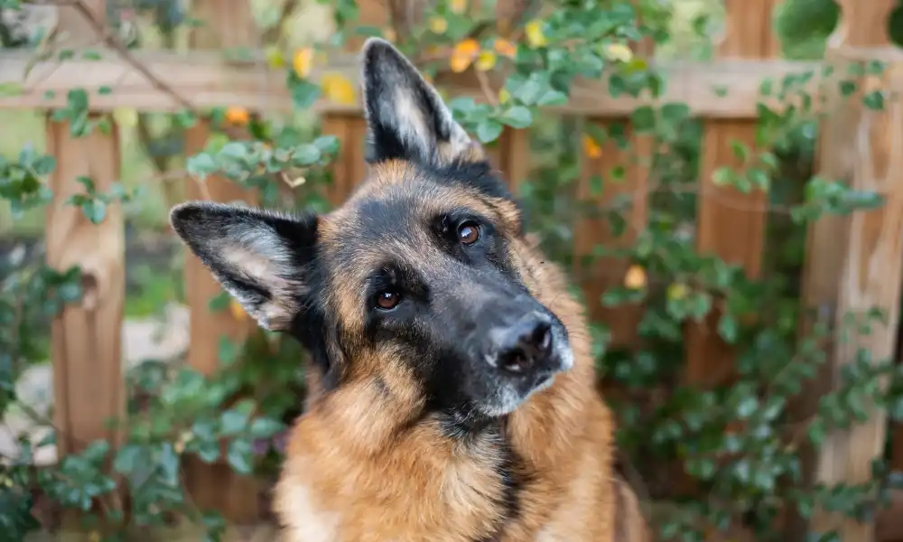 What is the Average Intelligence of German Shepherds?