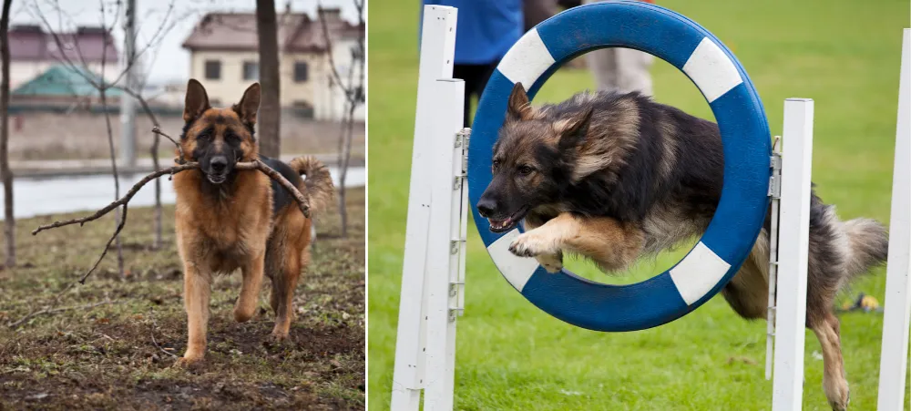 Whether it's fetching specific items, opening doors, or navigating obstacle courses, German Shepherds exhibit a level of cognitive function that surpasses many other breeds.