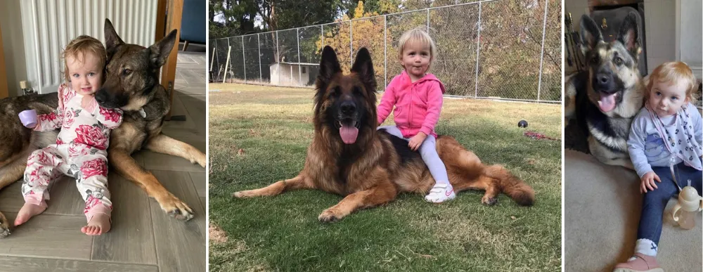 Kids with male and female German Shepherds.