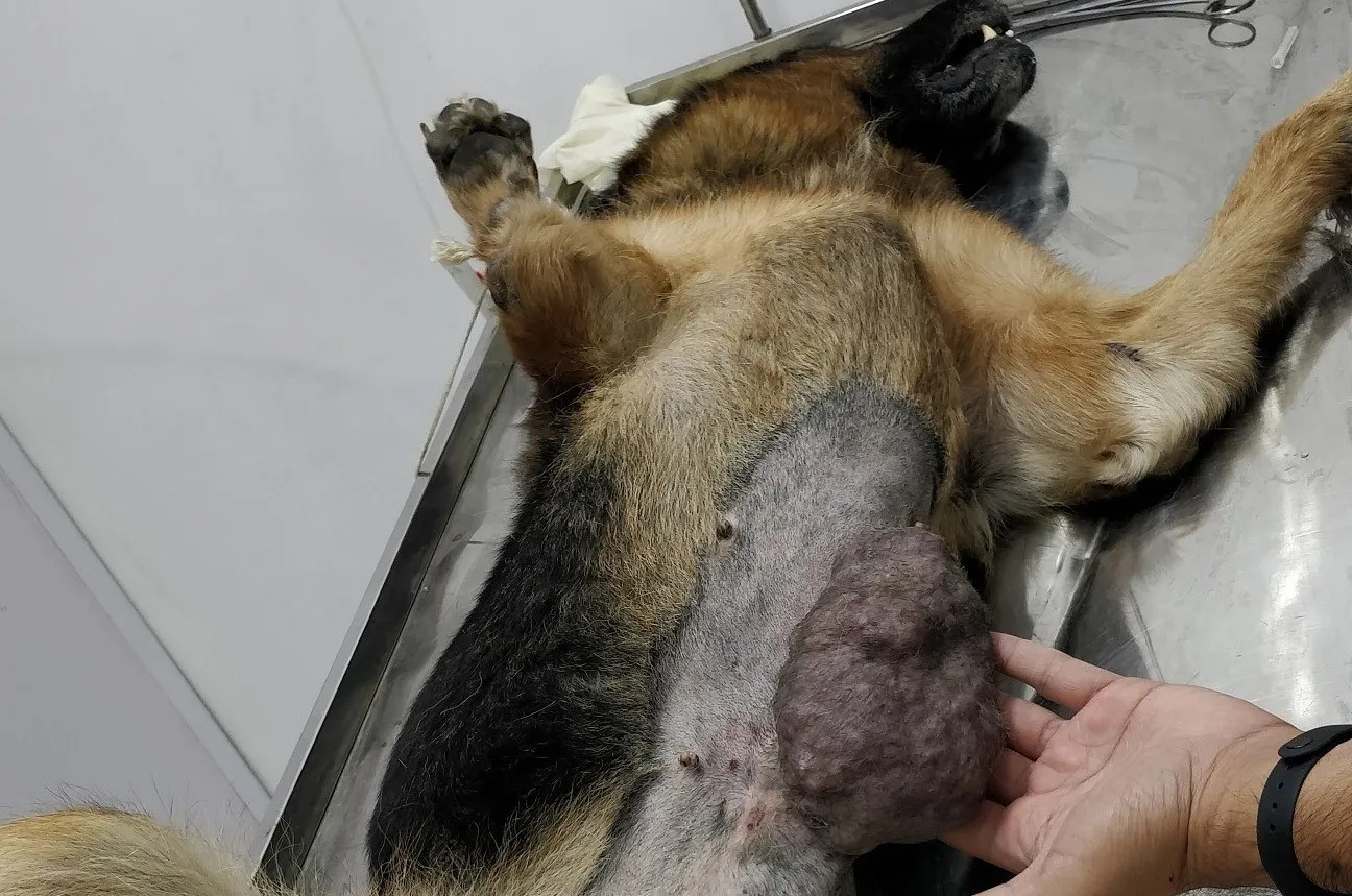 A female German Shepherd with mammary tumor is being prepared for surgery.