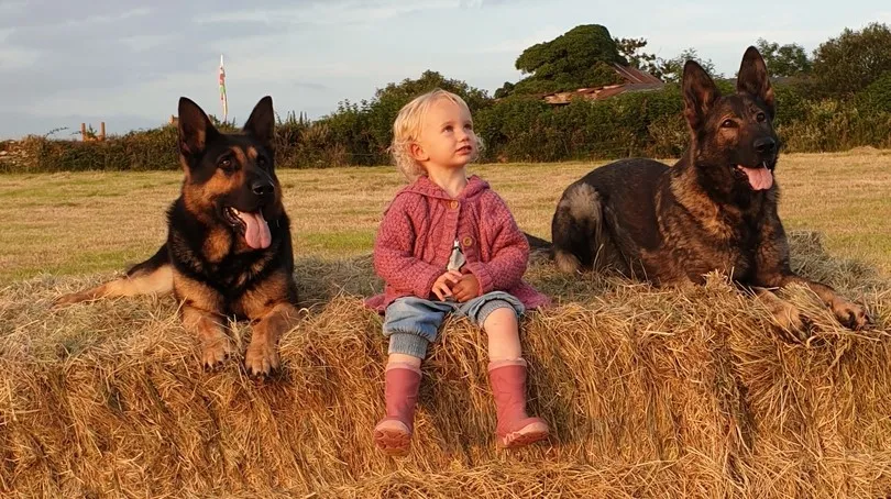 A little girl happily sitting between the two giant German Shepherds who are protecting her. At your left is a showline German Shepherd whereas at your right is a sable working line German Shepherd. 