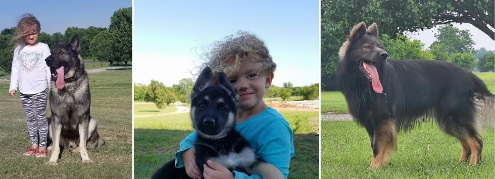 Ayers Legends German Shepherd Breeders Oklahoma