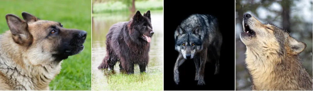 Communication and howling resemblance between German Shepherds and Wolves. 