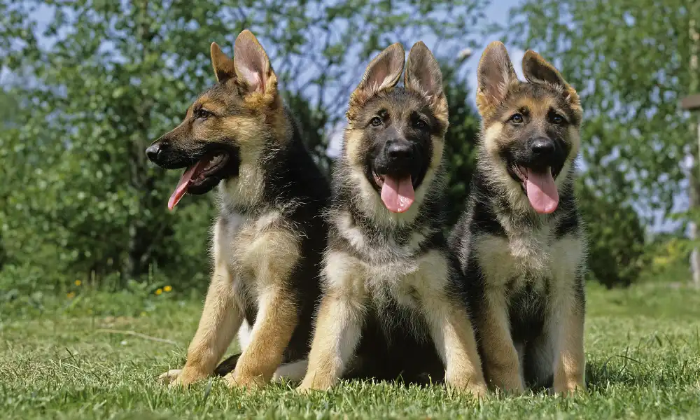 Do German Shepherd Puppies Lose Their Teeth?