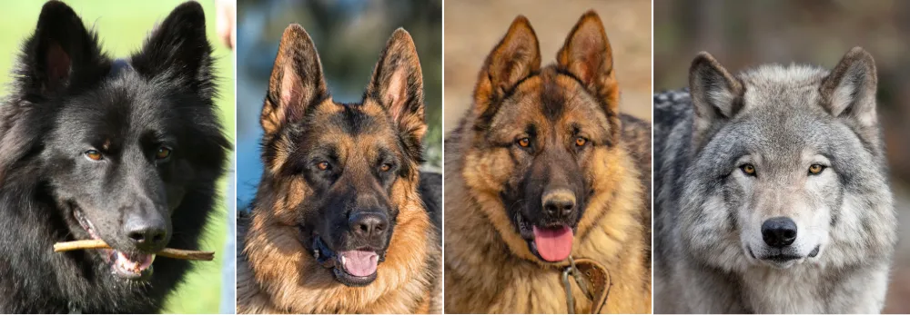 From your left, the first three are German Shepherds and the last one is a wolf. You can see that all of them have pointed and erect ears with some differences. 