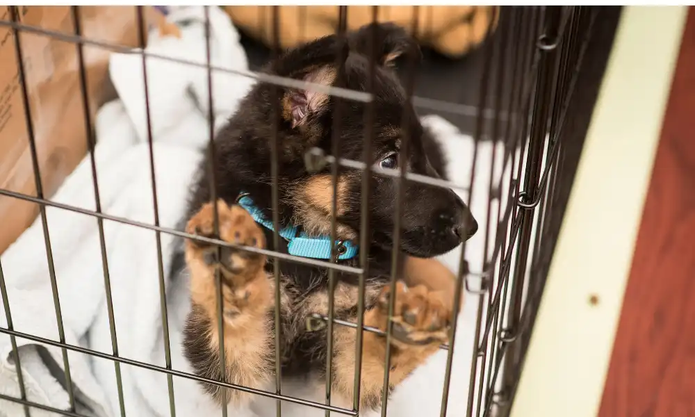 Effective Methods for Crate Training German Shepherd Puppy