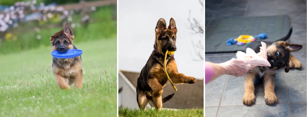 German Shepherds are involved in physical training and activities.