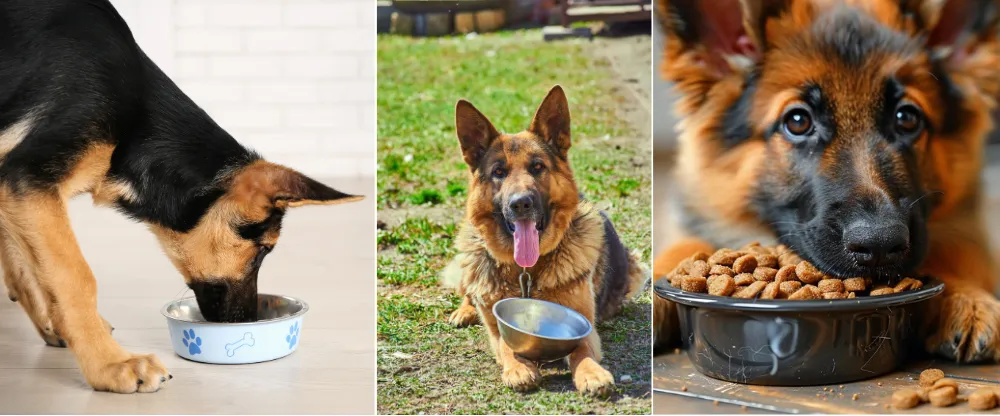 German Shepherds Eating Food Expenses