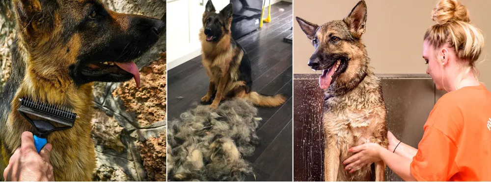 German Shepherd Grooming Expenses