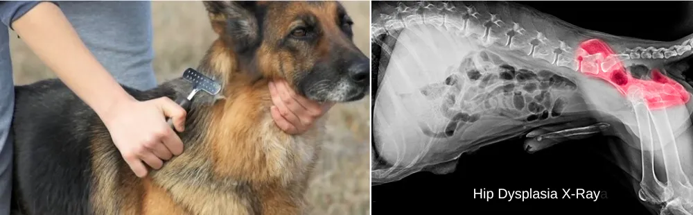 German Shepherd Grooming and Hip Dysplasia Pictures 